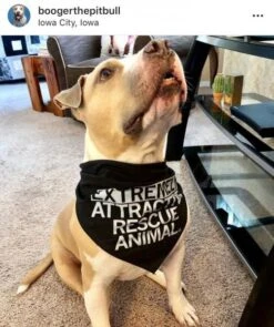 Extremely Attractive Dog Bandana 9 Extremely Attractive Dog Bandana -Raygunsite Store 17492 5cb496d17d9cc8.51293646 raygun.extattrrescue.itw large 24bd5a04 0d28 4146 80a9 37ef7ee21210