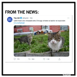 Chicago Cat Vs Rat -Raygunsite Store ChicagoCatVsRatRAYGUNINFOPOST