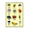 Midwestern Mushrooms Greeting Card -Raygunsite Store MidwesternMushroomsGreetingCard