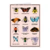 Midwestern Pollinators Greeting Card 2 Midwestern Pollinators Greeting Card -Raygunsite Store MidwesternPolliunatorsGreetingCard
