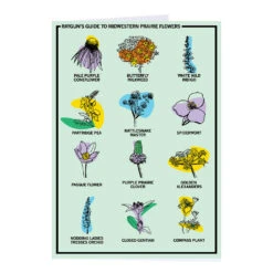 Midwestern Prairie Flowers Greeting Card