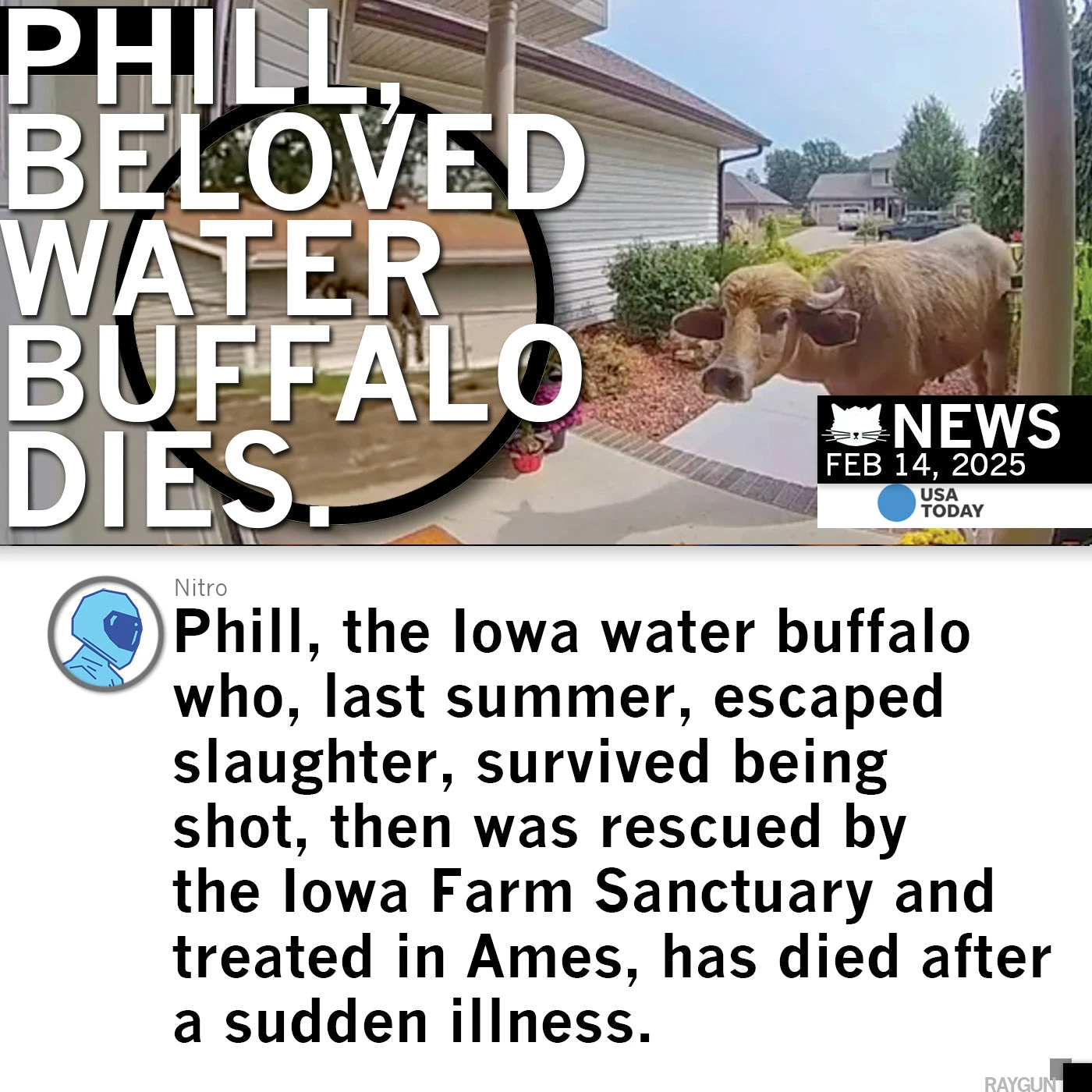 Phillever Pink 7 Phillever Pink - Image 5