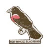 Red-Winged Blackbird Die-Cut Sticker 1 Red-Winged Blackbird Die-Cut Sticker -Raygunsite Store RedWingedBlackbird.sticker