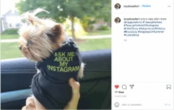 Ask Me About My Instagram Dog Shirt -Raygunsite Store ScreenShot2021 08 24at9.12.03AM