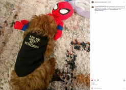 Ask Me About My Instagram Dog Shirt -Raygunsite Store ScreenShot2022 04 20at7.26.32AM