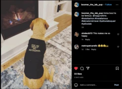 Ask Me About My Instagram Dog Shirt -Raygunsite Store Screenshot2023 03 06at7.56.29AM