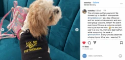 Ask Me About My Instagram Dog Shirt -Raygunsite Store Screenshot2023 10 23at8.27.36AM
