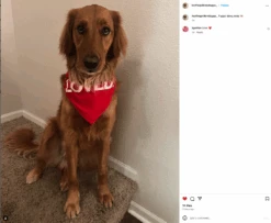 Loved Dog Bandana -Raygunsite Store Screenshot2024 02 12at9.23.40AM