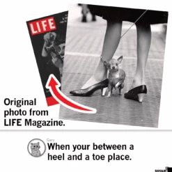 LIFE Magazine: Lil Dog -Raygunsite Store Screenshot2024 12 06at3.20.57PM