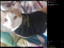 Ask Me About My Instagram Dog Shirt -Raygunsite Store Screenshot 2025 02 11 at 9.42.37 AM