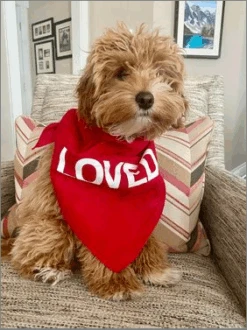 Loved Dog Bandana -Raygunsite Store image 40d189f3 74d5 4e11 b32f b42990306b26