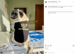 Ask Me About My Instagram Dog Shirt -Raygunsite Store image adf18d63 e9e6 4248 9eb5 420a2e477e7f