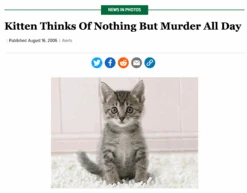 The Onion: Kitten Thinks Of Murder -Raygunsite Store kittenmurder